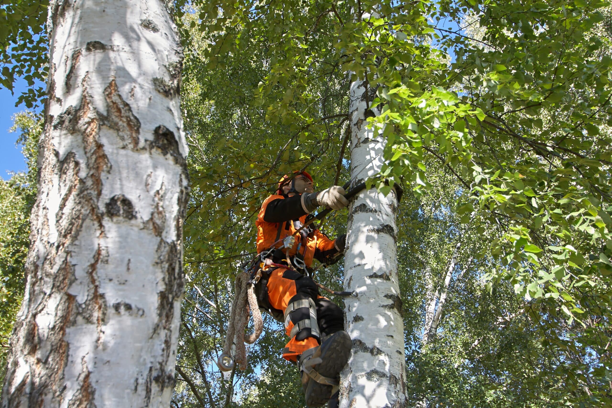 man in birch tree using a chain saw to trim branches as a tree service